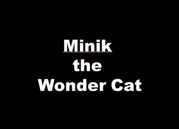 Minik the Wonder Cat